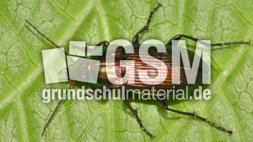 Glatthalsiger Buntgrabläufer_2.jpg